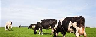 O que o novo censo dos EUA trouxe de informações sobre a pecuária leiteira no país?
