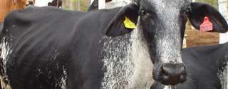 Efeito da inclusão de eCG em protocolos de IATF na concepção de vacas de leite mestiças