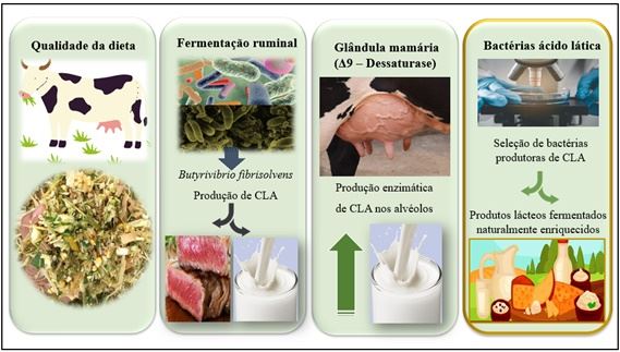  Bactérias produtoras de Ácido Linoleico Conjugado em lácteos fermentados