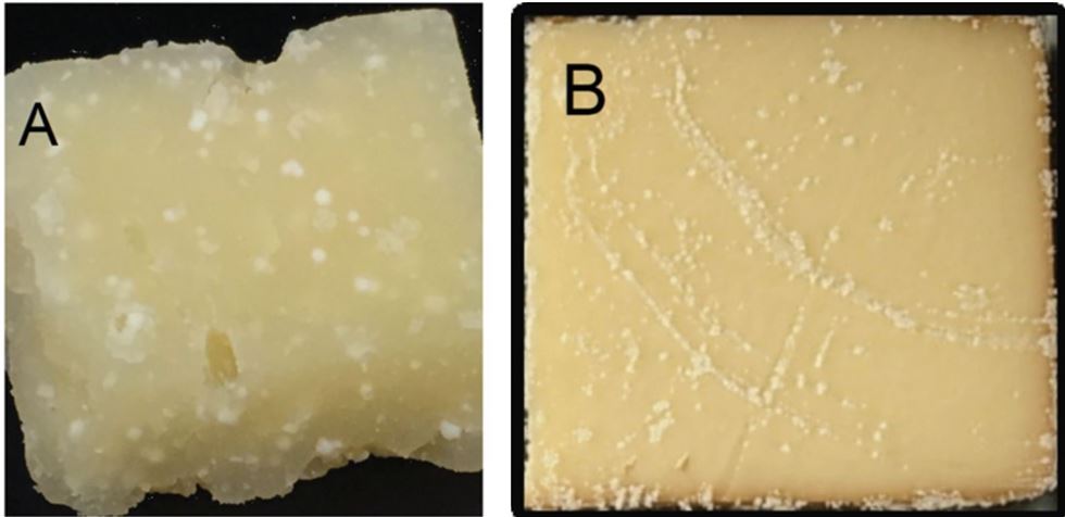 Figura A: Presença de cristais de tirosina no interior da massa de queijo duro de maturação longa Figura B: Presença de cristais de lactato de cálcio na superfície de queijo semi-duro