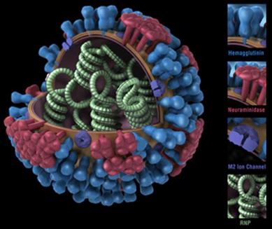 H5N1 