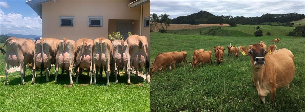 Animais do rebanho da Cabanha Guinther.